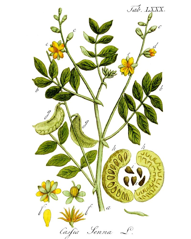 « Cassia angustifolia » — planche botanique, XIXᵉ siècle