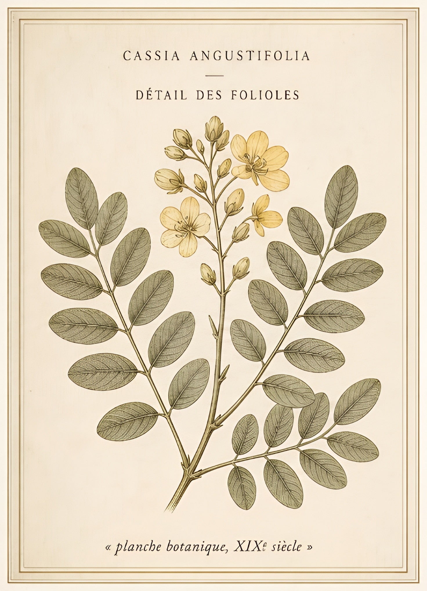 Cassia angustifolia — les galéniques réunies